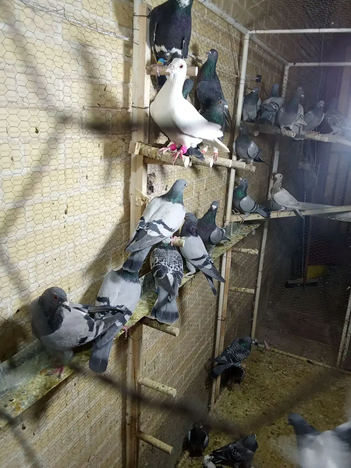 کبوتر جدید رسید همش ب ضمانت پرش|پرنده|اردکان, |دیوار