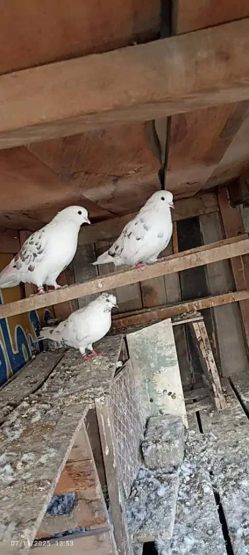 دو جفت کفتر اس پرشی خال قدیم|پرنده|گرگان, |دیوار