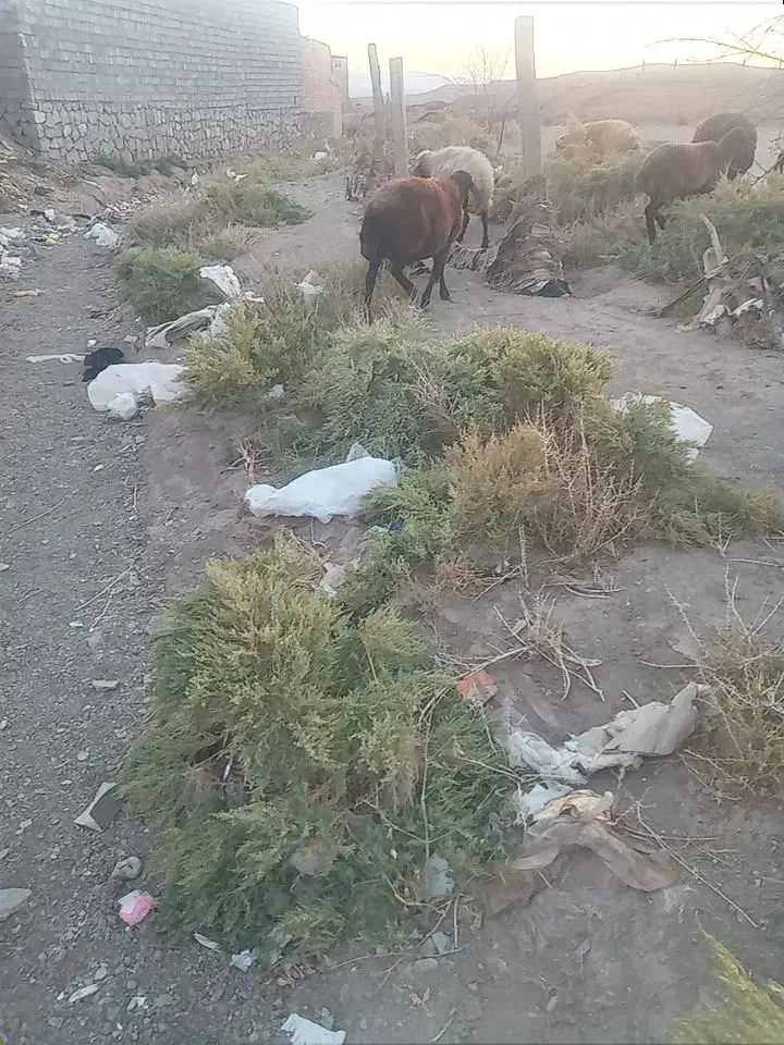 گوسفند و بزغاله|حیوانات مزرعه|خواجه, |دیوار