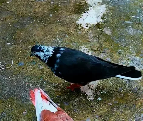 کبوتر کفتر گمشده|پرنده|بندر انزلی, متروپل|دیوار