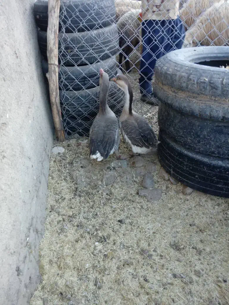 غاز|حیوانات مزرعه|فیروزآباد (لرستان), |دیوار