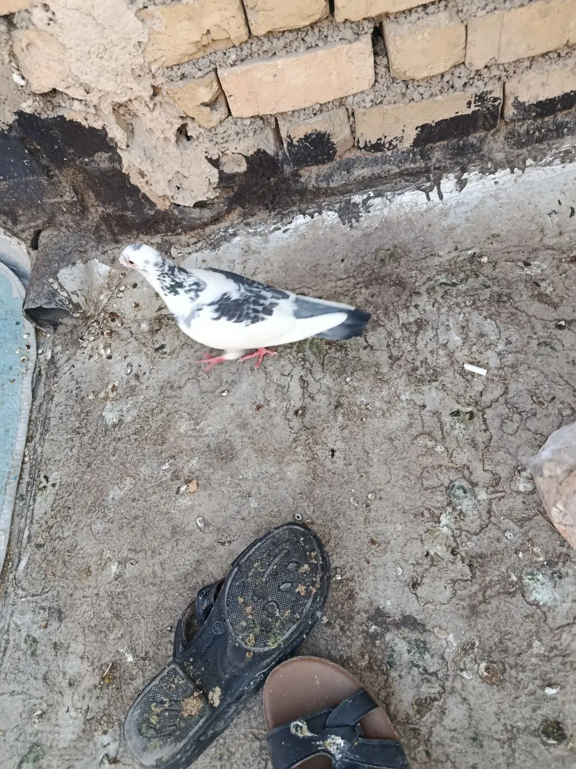 کبوتر|پرنده|شیراز, سهل‌آباد|دیوار