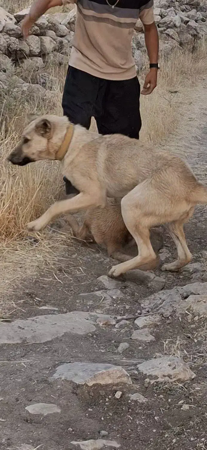 سگ گمشده|سگ|دالاهو, |دیوار