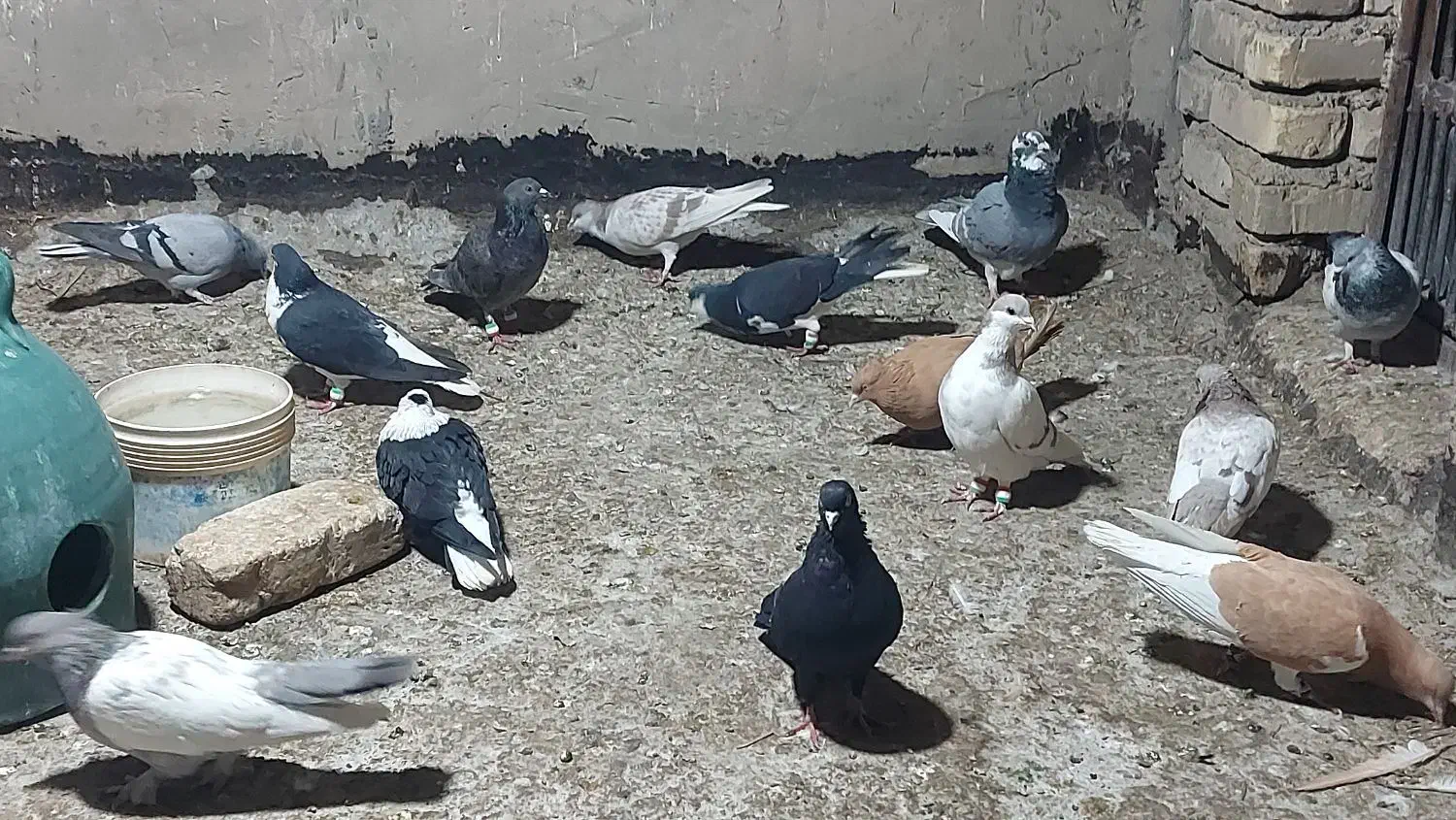 برای فروش طبق تصاویر که میبینید|پرنده|شیراز, دشت چنار|دیوار