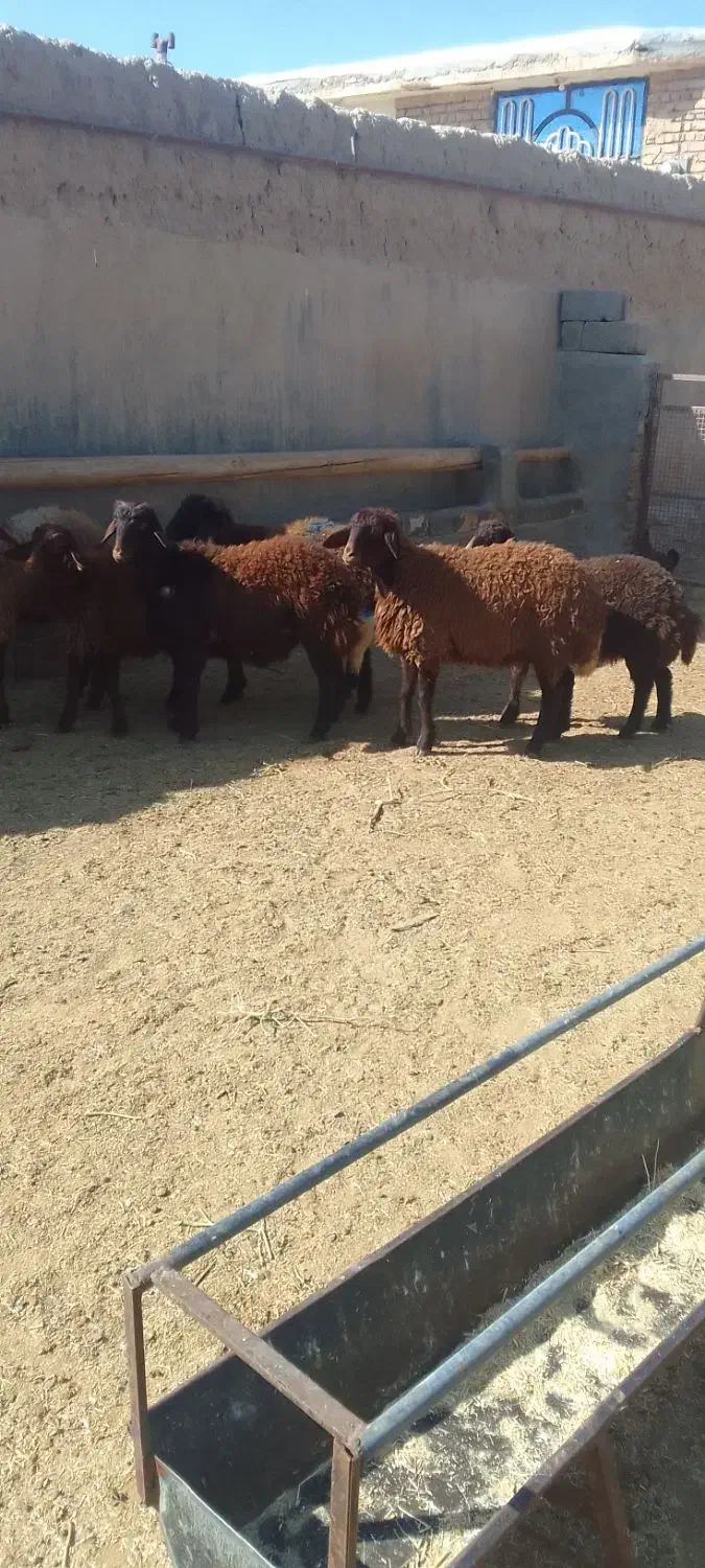 ۷راس بره ماده افشار سبک وزن ۴راس بزغاله نر|حیوانات مزرعه|رضویه, |دیوار