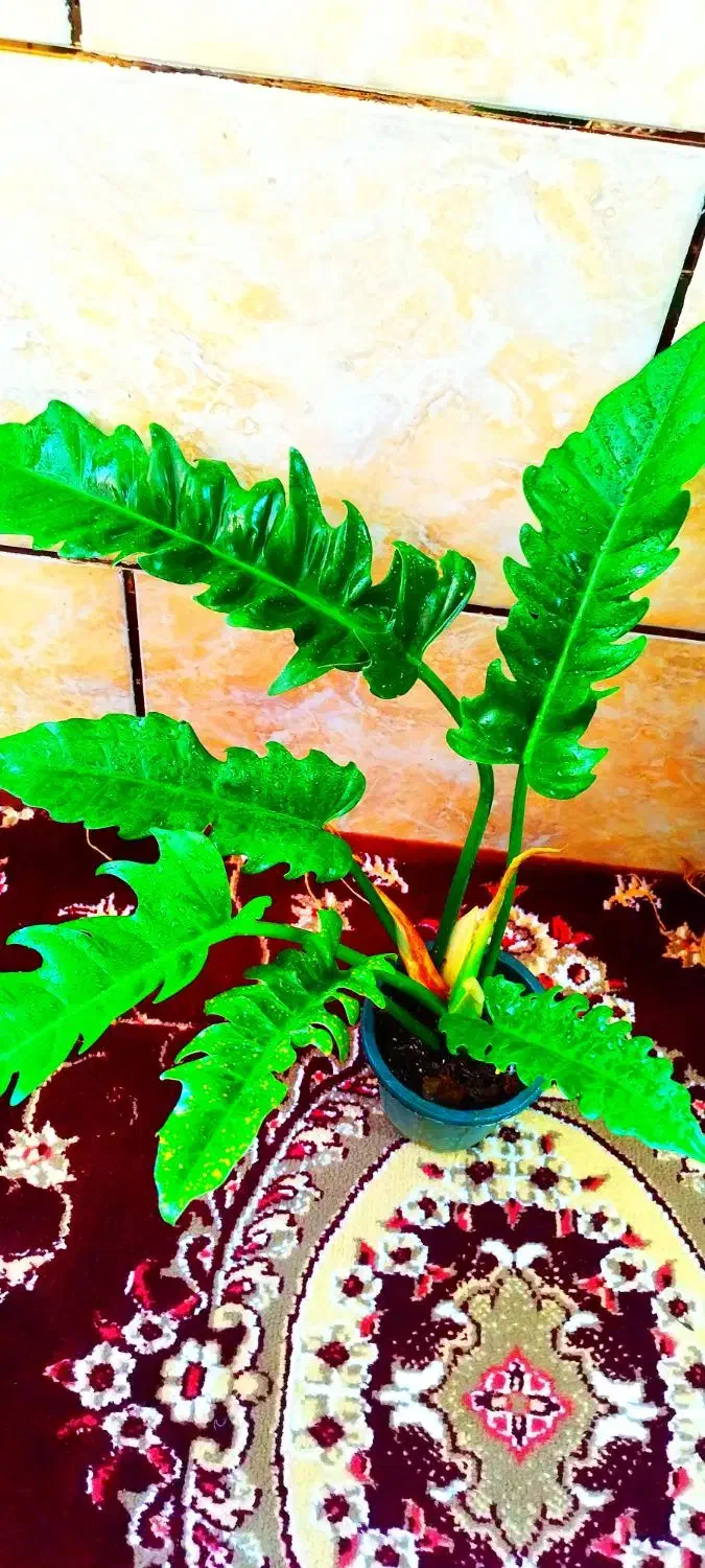 گیاه طبیعی|گل و گیاه طبیعی|خرمشهر, |دیوار