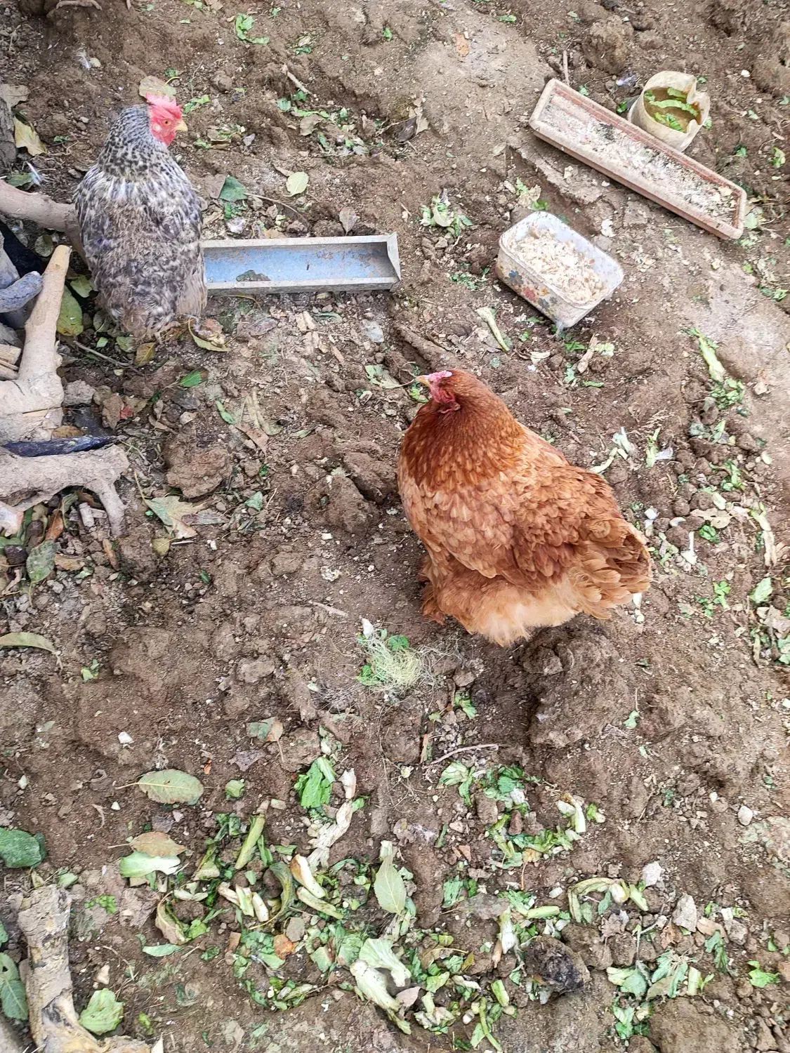 مرغ برهما|حیوانات مزرعه|تهران, جوادیه|دیوار