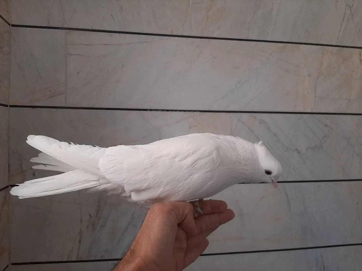 سفید کاکلی|پرنده|بسطام, |دیوار