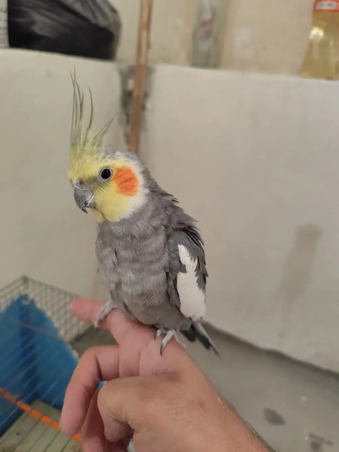 عروس هلندی سالم و خونگی|پرنده|اصفهان, سپاهانشهر|دیوار