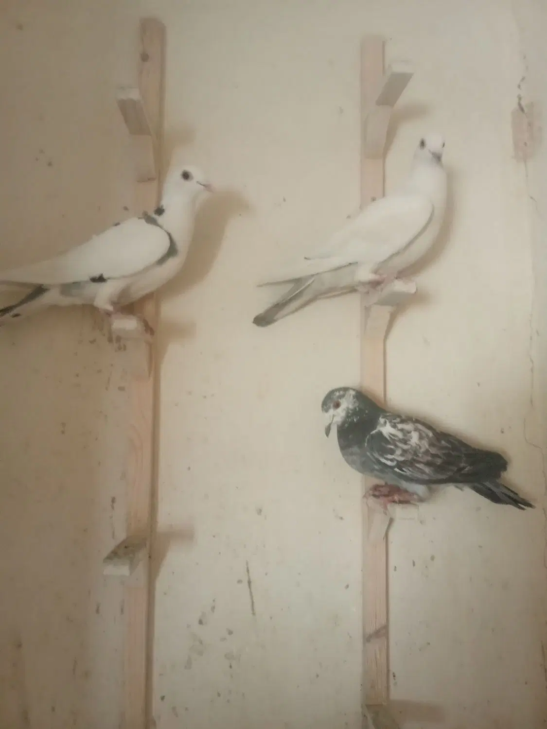 کبوتر|پرنده|صدرا-فارس, فاز ۱|دیوار