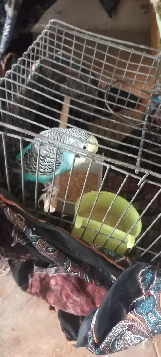 سه عدد مرغ عشق|پرنده|تهران, افسریه شمالی|دیوار