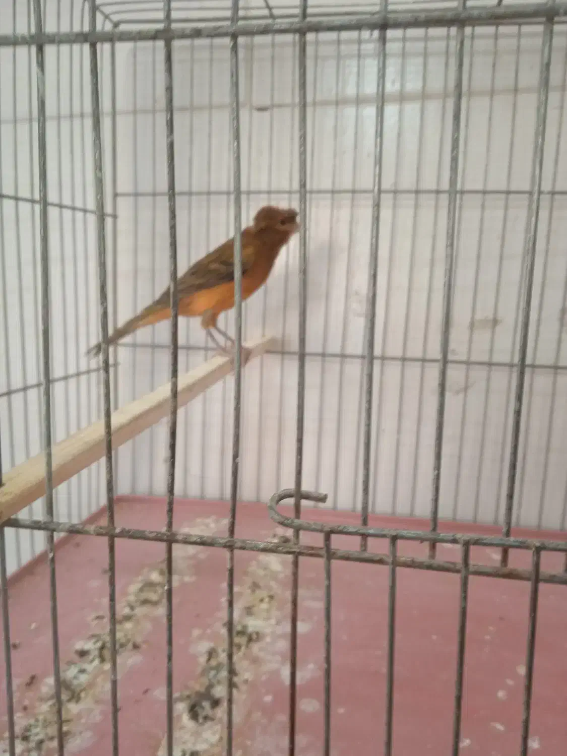 قناری و سهره|پرنده|کرمان, |دیوار