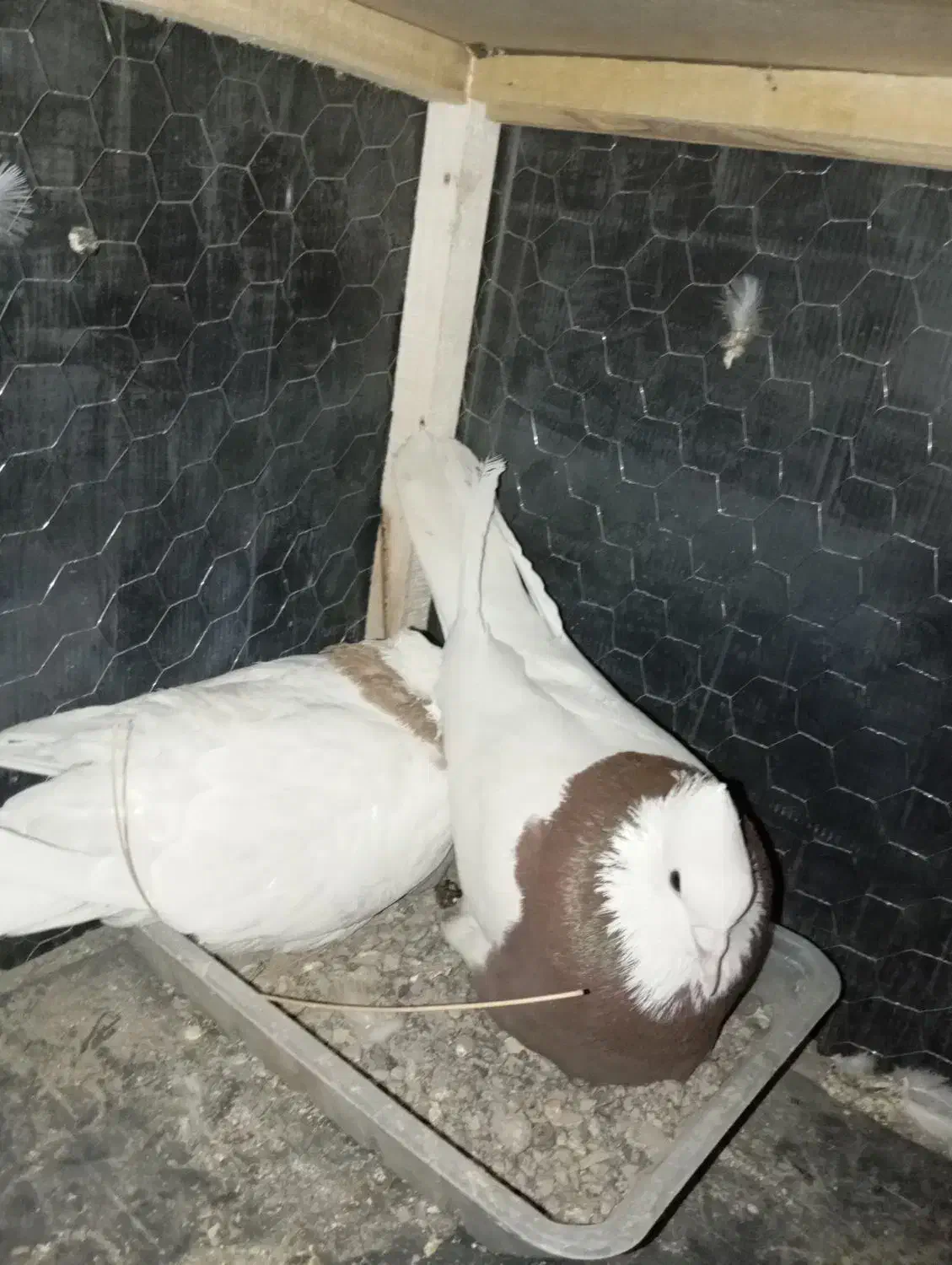 کبوتر جفت با جوجه نر|پرنده|مشهد, نوید|دیوار