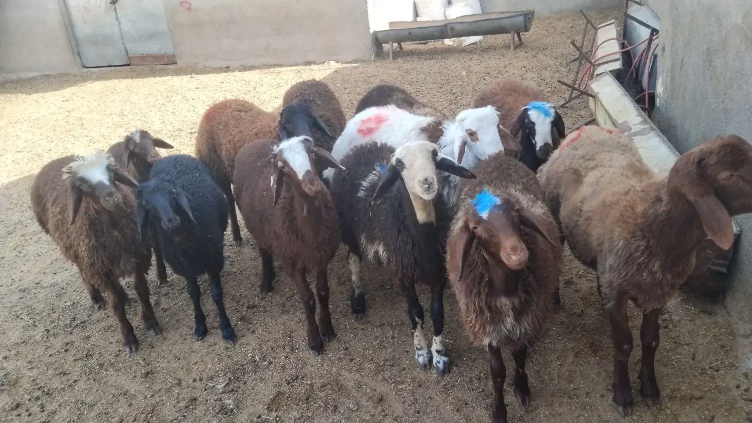 بره نر|حیوانات مزرعه|رضویه, |دیوار