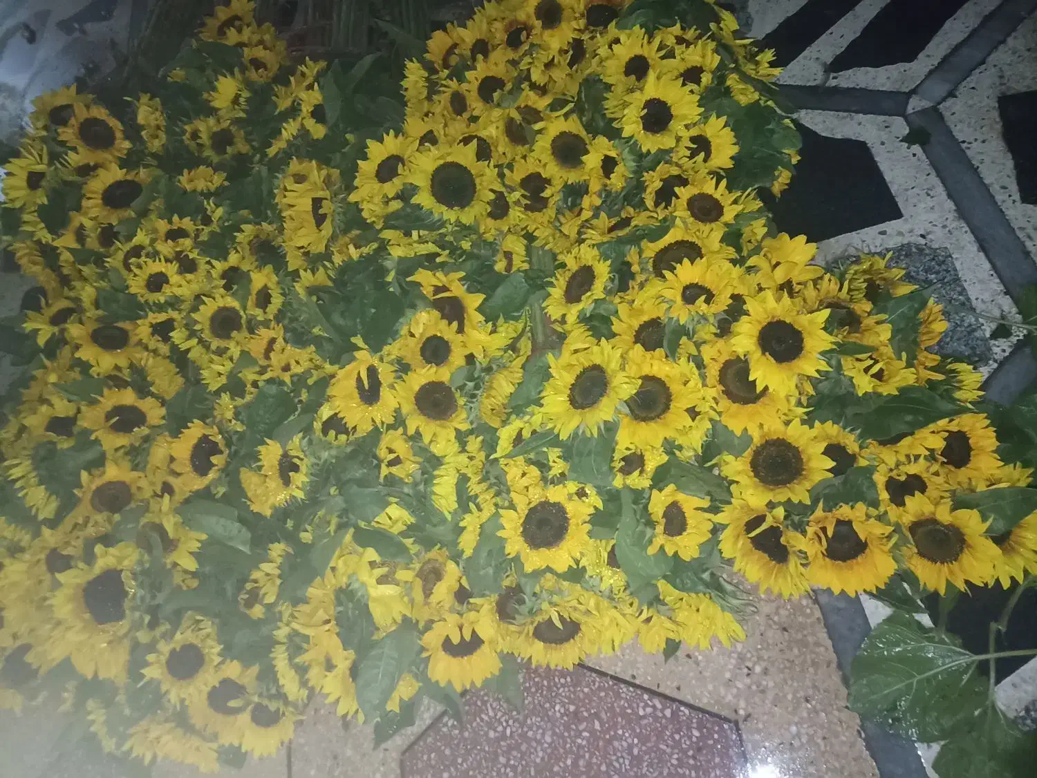 فروش گل آفتاب در سراسرکشور|گل و گیاه طبیعی|اندیمشک, |دیوار