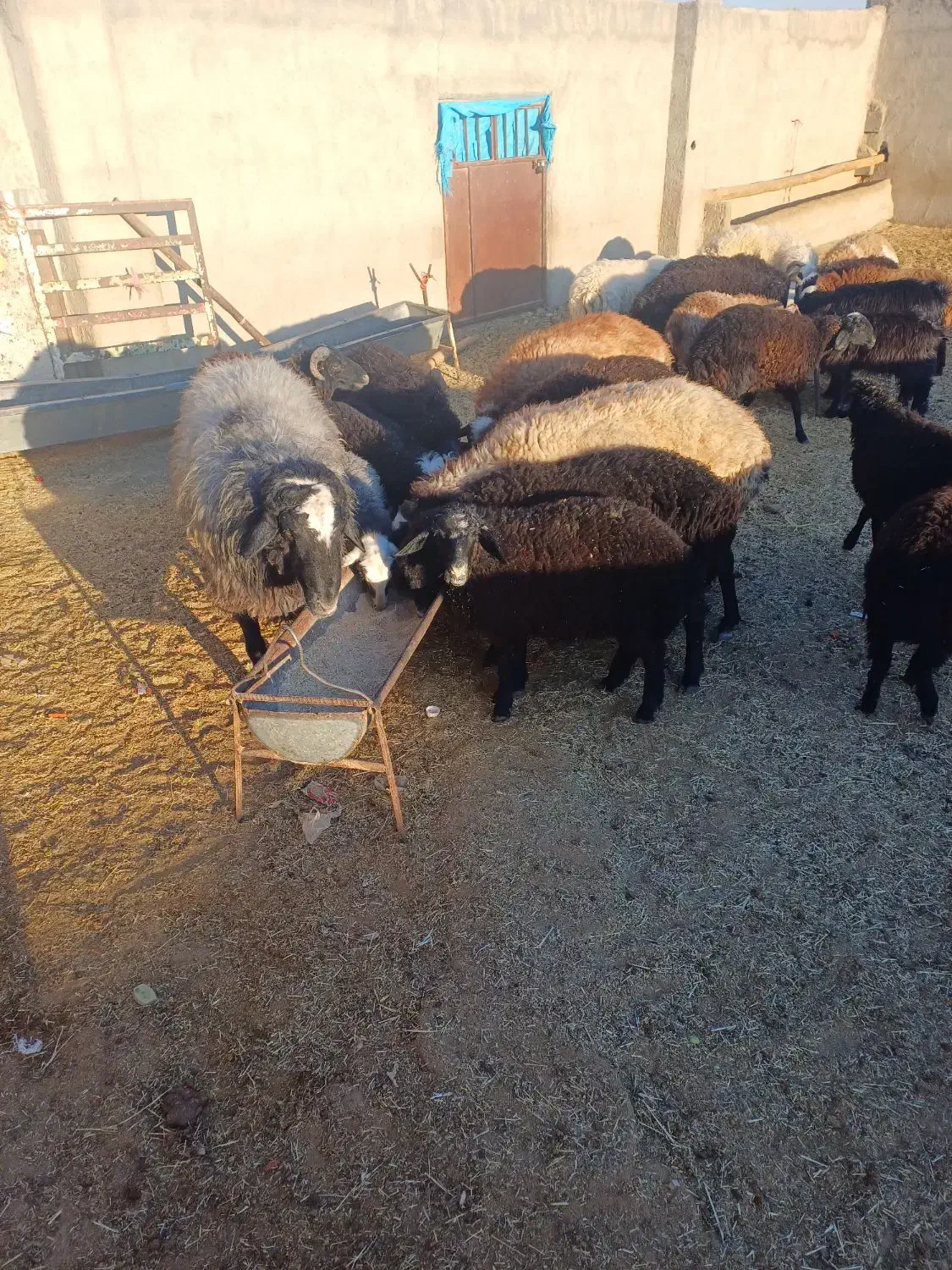 فروش بره چاق|حیوانات مزرعه|زاویه, |دیوار