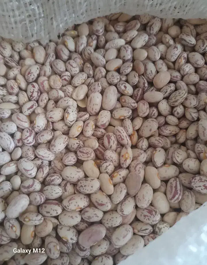 فروش لوبیا چیتی و سفید و قرمز درجه یک|خوردنی و آشامیدنی|باغ بهادران, |دیوار