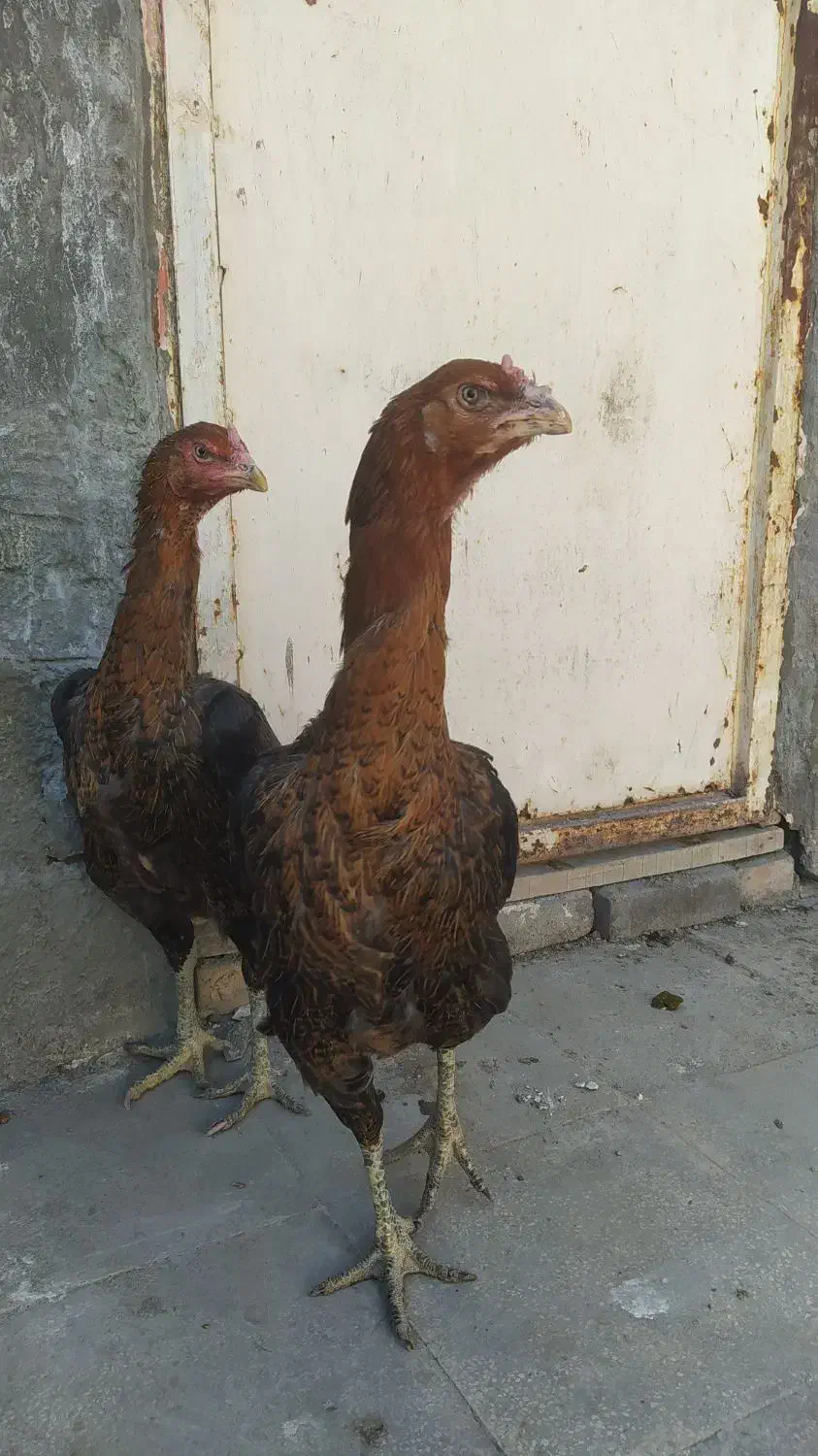 مرغ لاری افغان اصیل|حیوانات مزرعه|مشهد, امیرآباد|دیوار