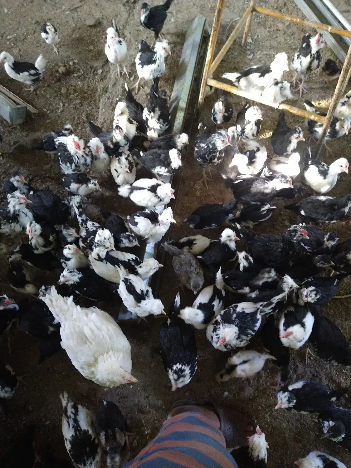 مرغ و خروس گلین ریشوچهل تاج|حیوانات مزرعه|ارژن, |دیوار