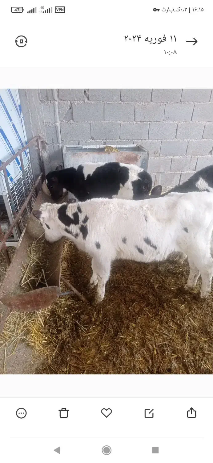 سلام گاو گوساله ماده جنس درجه یک|حیوانات مزرعه|مرودشت, مسجد رسول|دیوار