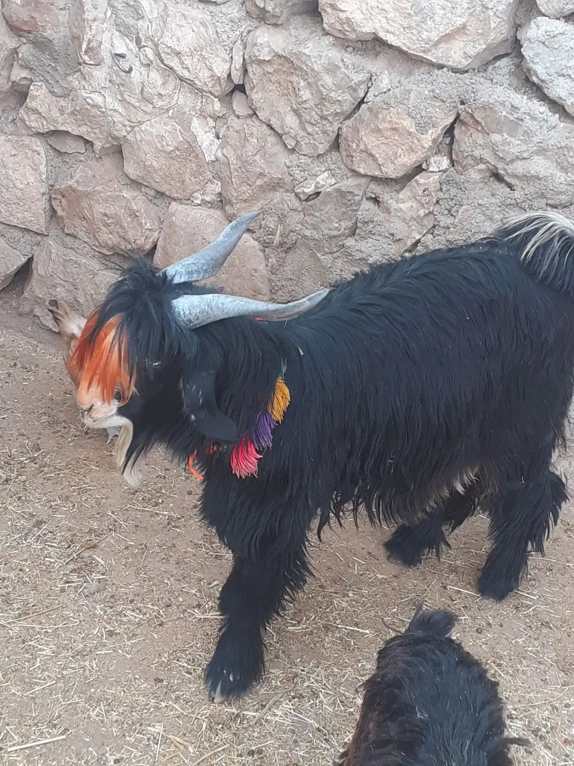 سه ‌بیگ‌نر  تخمی اصلی|حیوانات مزرعه|ایذه, |دیوار