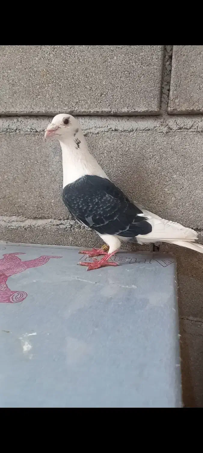 گراف نر|پرنده|تربت جام, حافظ|دیوار