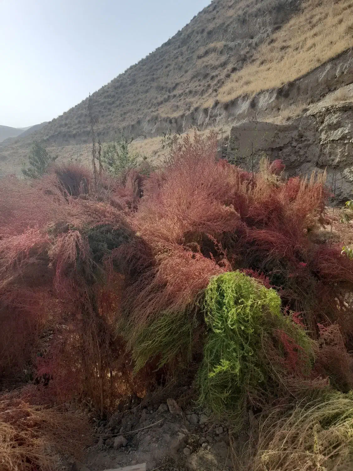 جارو|لوازم نظافت|مشهد, همت آباد|دیوار