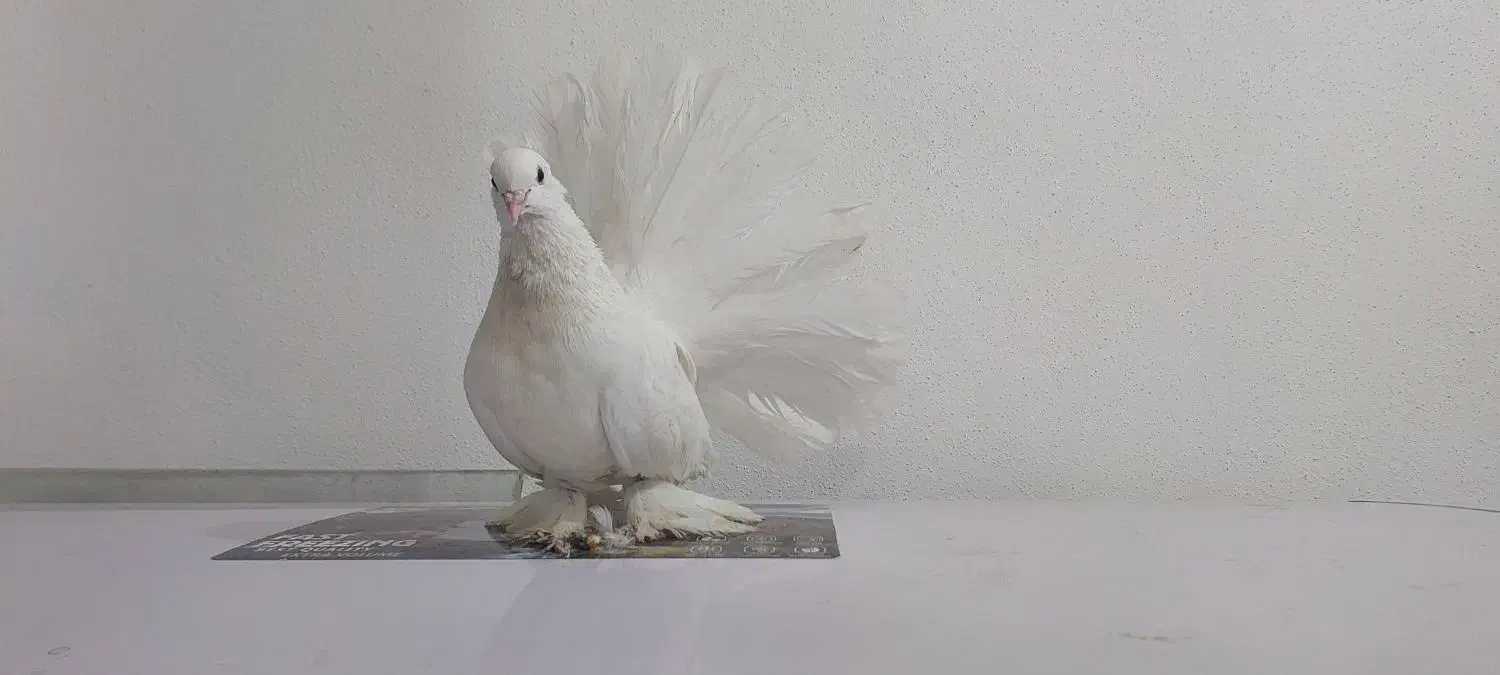 کبوتر دم چتری سفید نر اصل|پرنده|جم, |دیوار