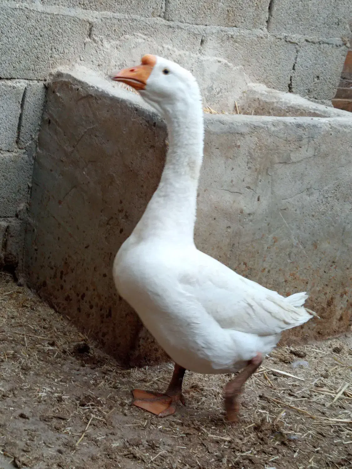 قوغاز سفید|حیوانات مزرعه|باوی, |دیوار