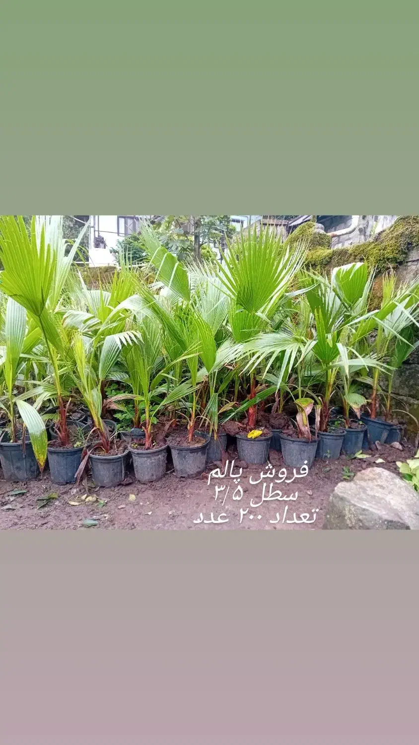 پالم|گل و گیاه طبیعی|کلاچای, |دیوار