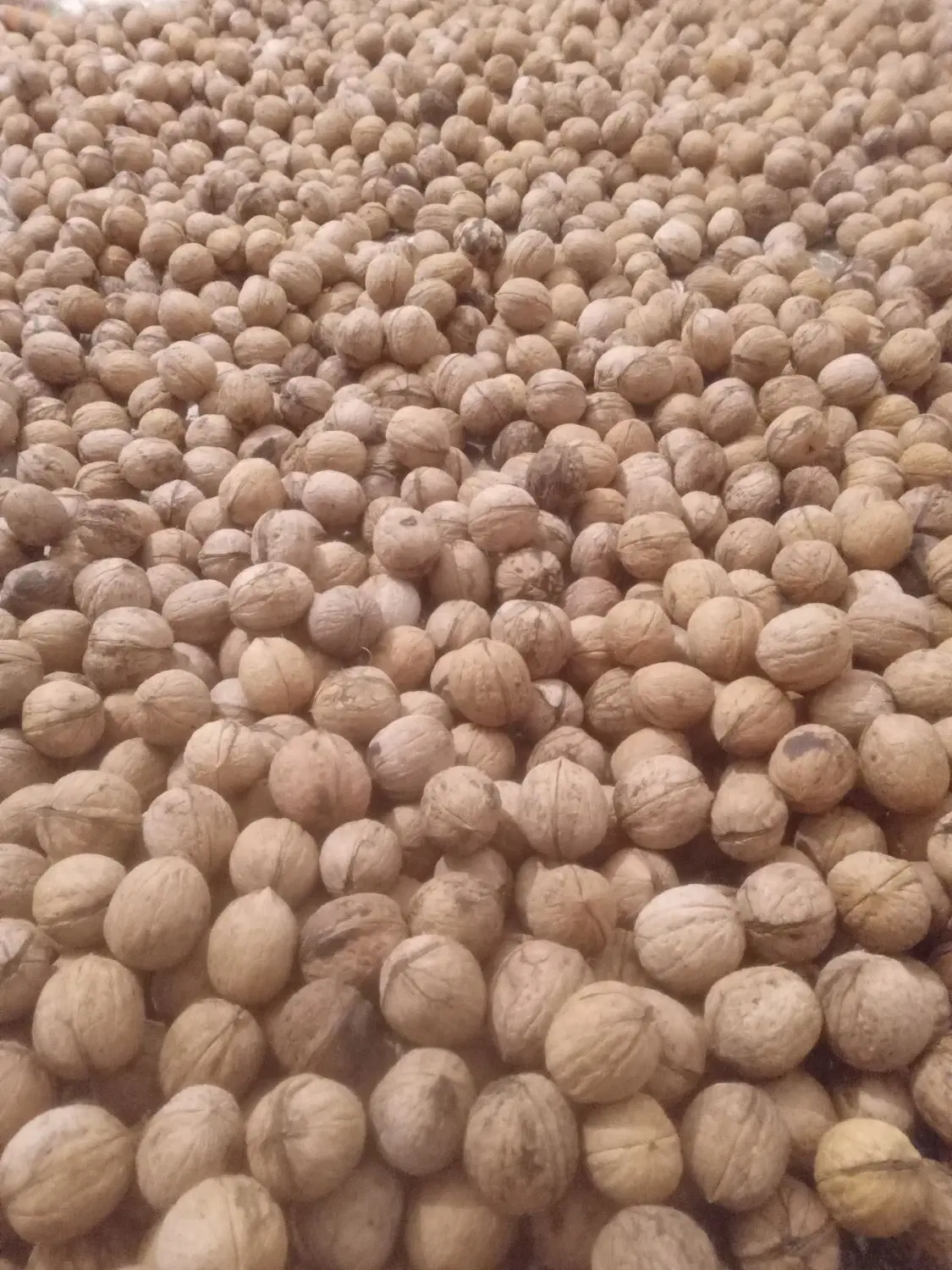 گردو|خوردنی و آشامیدنی|گرمی, |دیوار