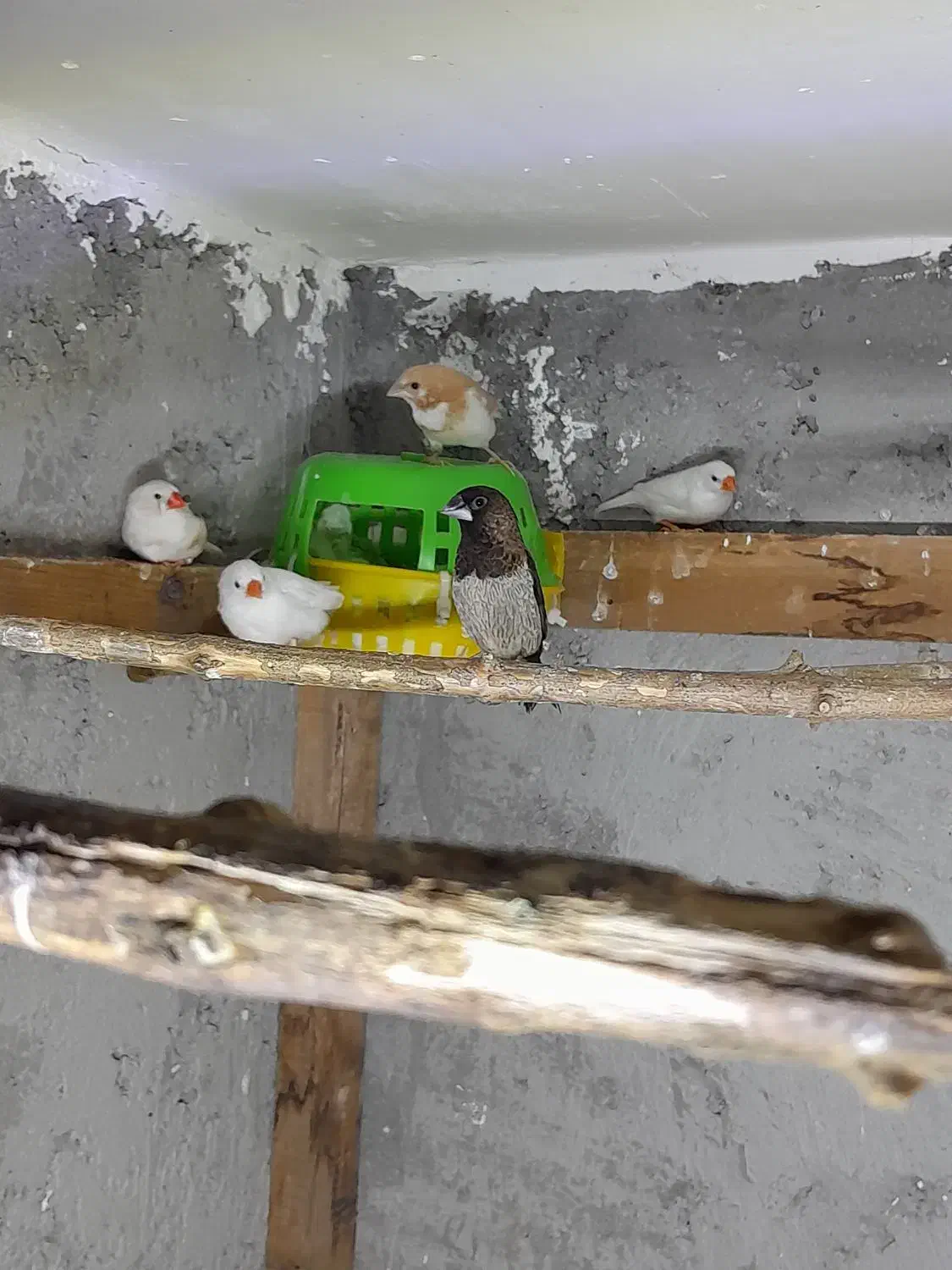 فنچ بنگالی و زبرا|پرنده|نور, |دیوار