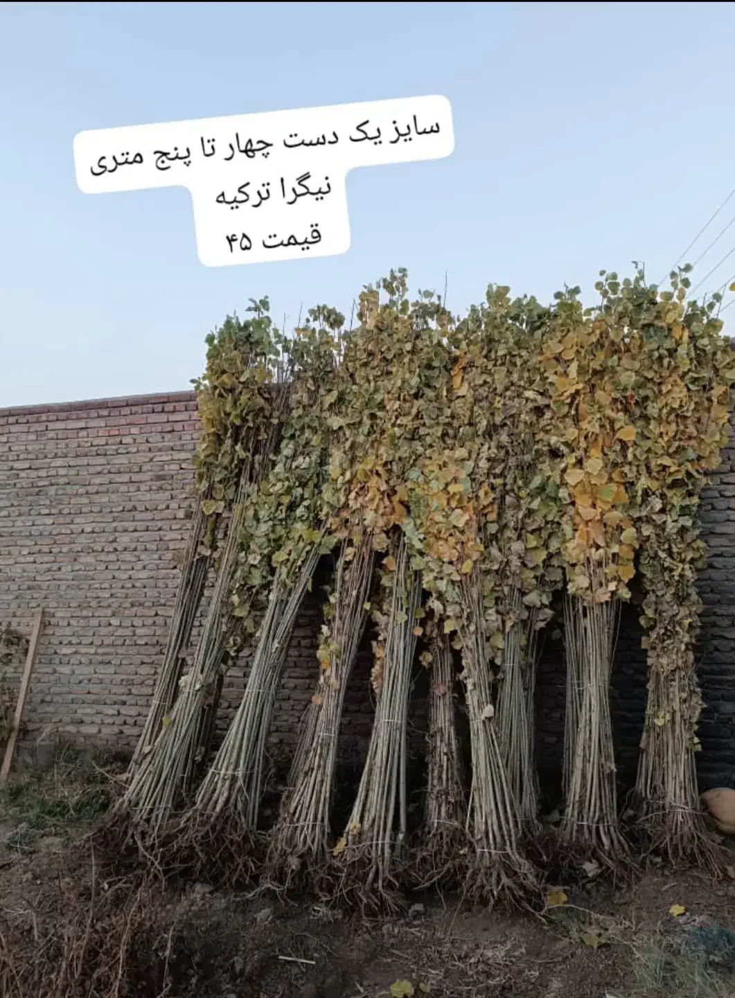 فروش نهال صنوبر تمرکز بر رشد سریع و سود آوری|خدمات باغبانی و درختکاری|رشت, نظری|دیوار