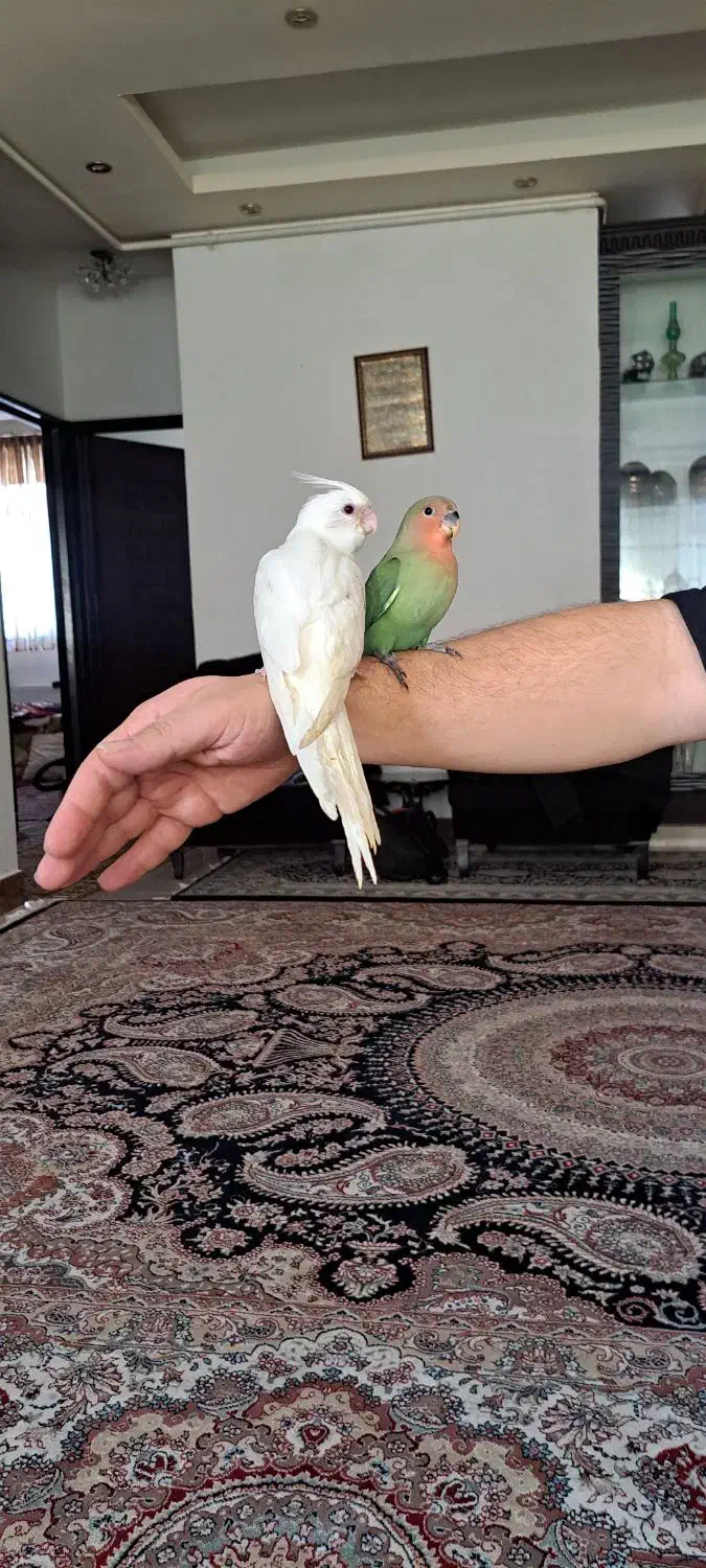 عروسی هلندی و طوطی برزیلی سرلاکی دو ماهه|پرنده|اردبیل, |دیوار