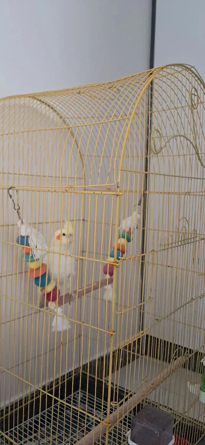 عروس هلندی|پرنده|پردیس, فاز ۸|دیوار