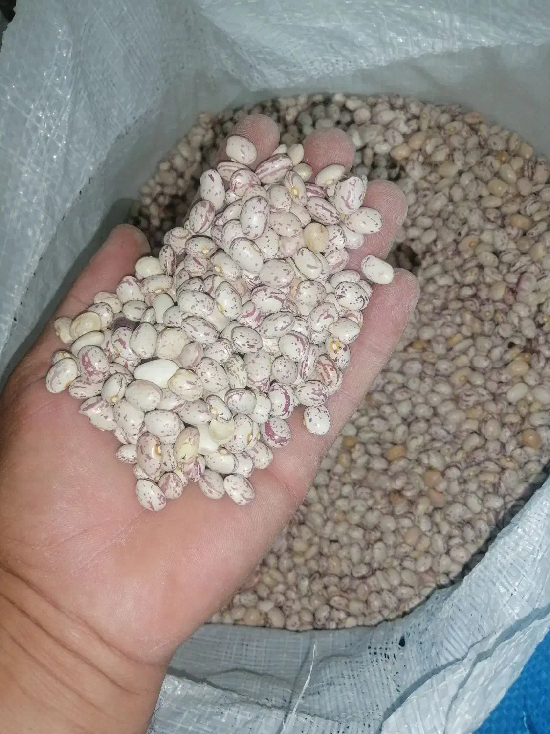 لوبیا چیتی. خورشتی لوبیا گرم. لوبیا برای آش سبزی|خوردنی و آشامیدنی|زرقان, |دیوار