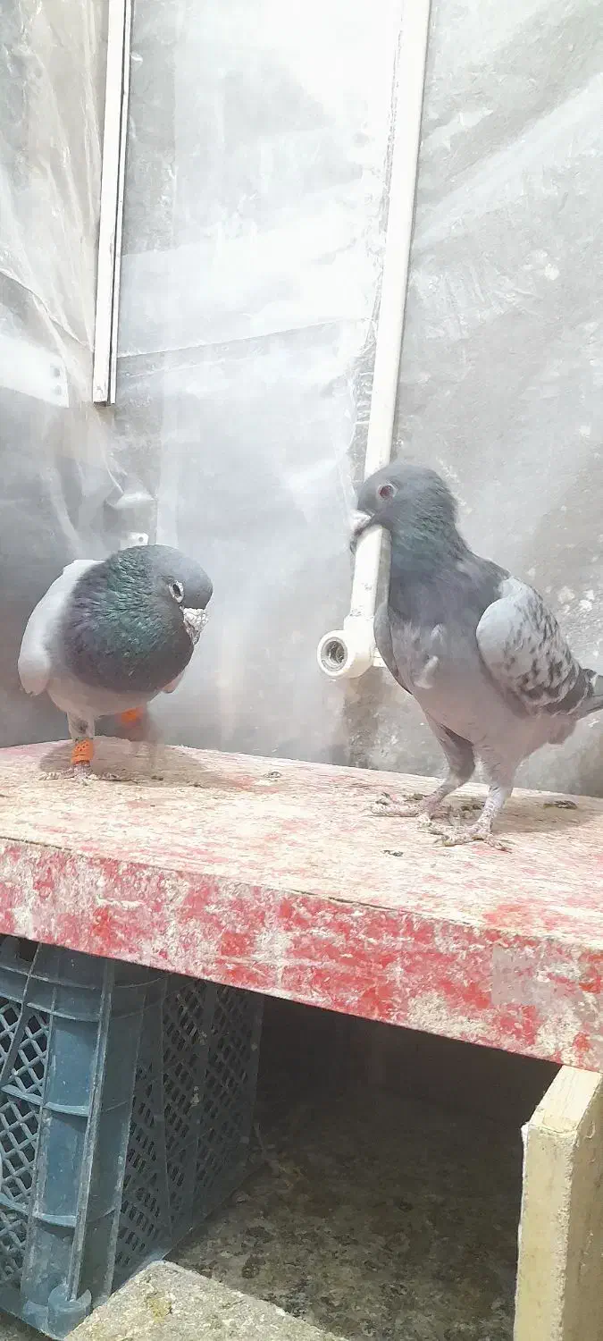 کفترآلمانی مسافتی|پرنده|گلبهار, شهر جدید گلبهار|دیوار