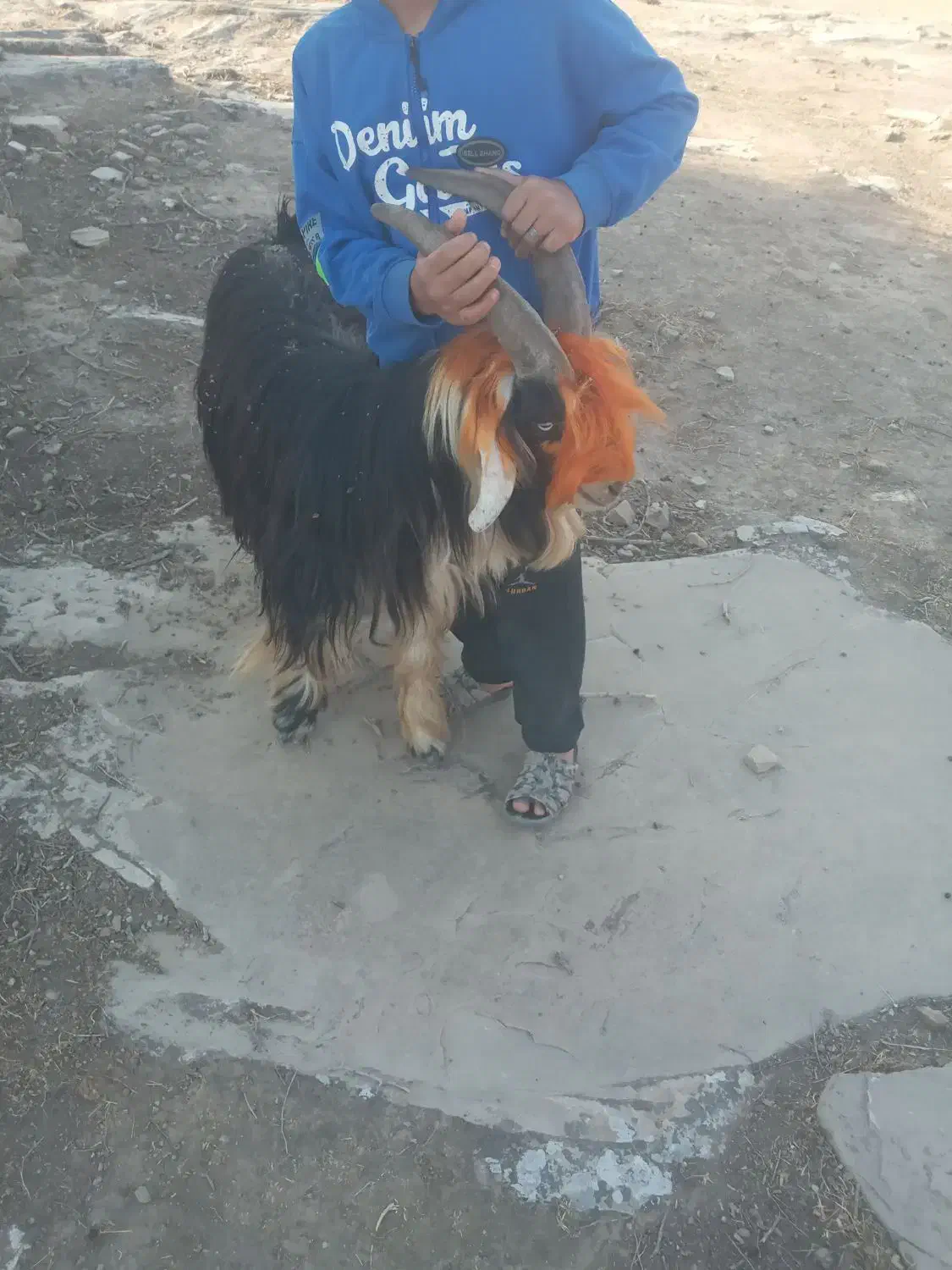 بهده فروشی فقط  ۱۷ مفت|حیوانات مزرعه|ایذه, |دیوار