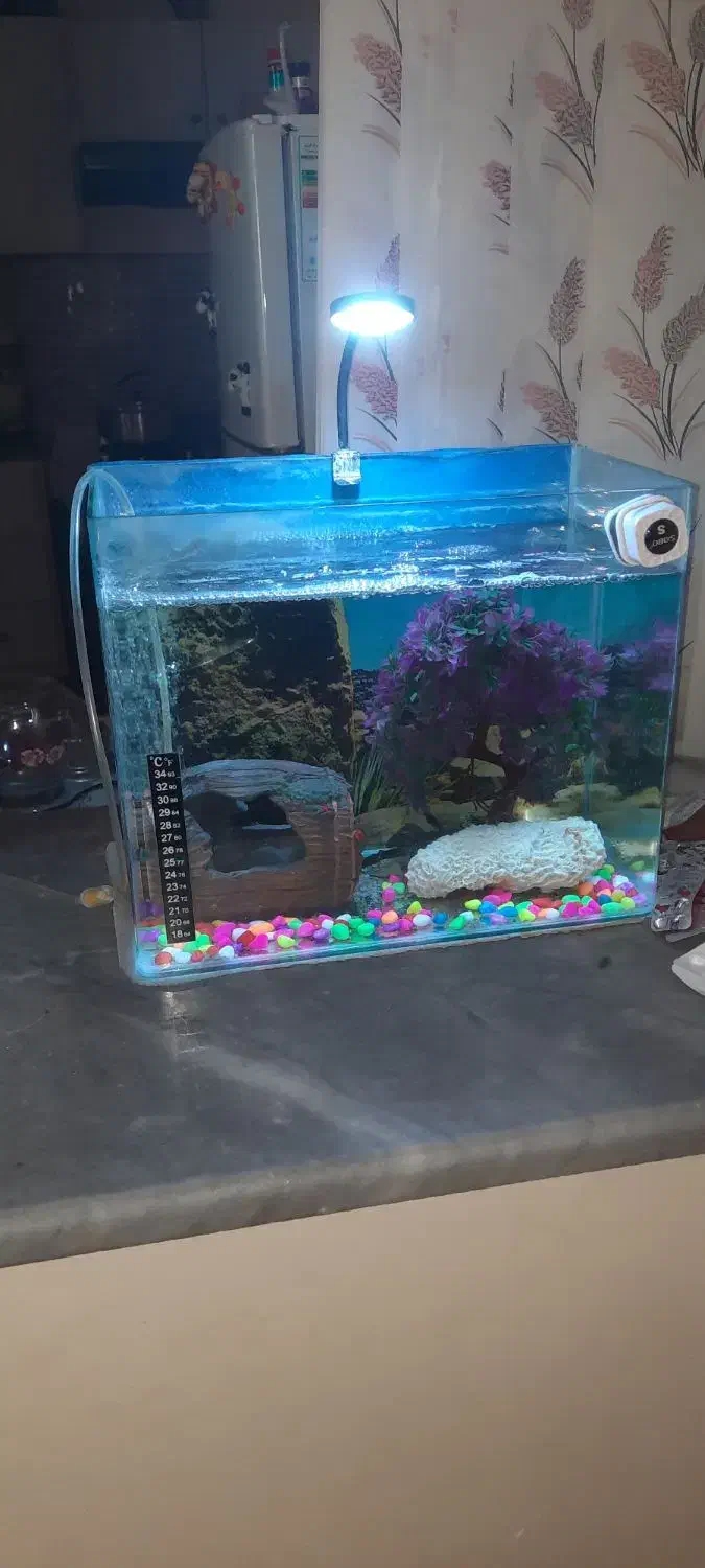 اکواریوم شرکتی لبه دار|ماهی|آمل, |دیوار