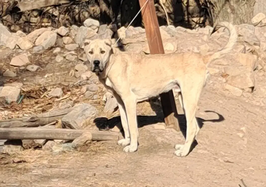 واگذاری سگ سرابی ۲۰ ماهه قد ۸۰|سگ|اردبیل, |دیوار