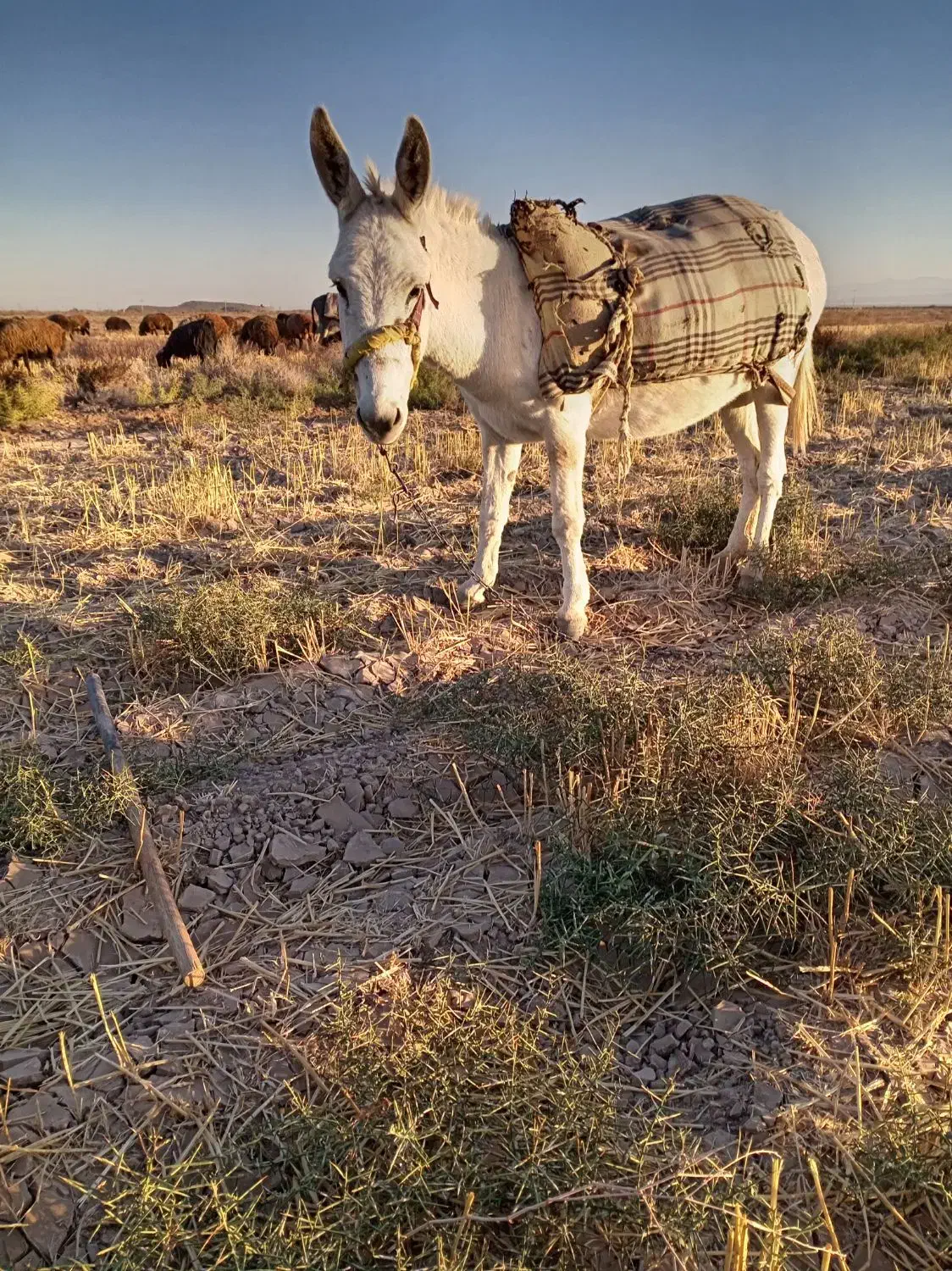 خر گله ماده|حیوانات مزرعه|فیروزه, |دیوار