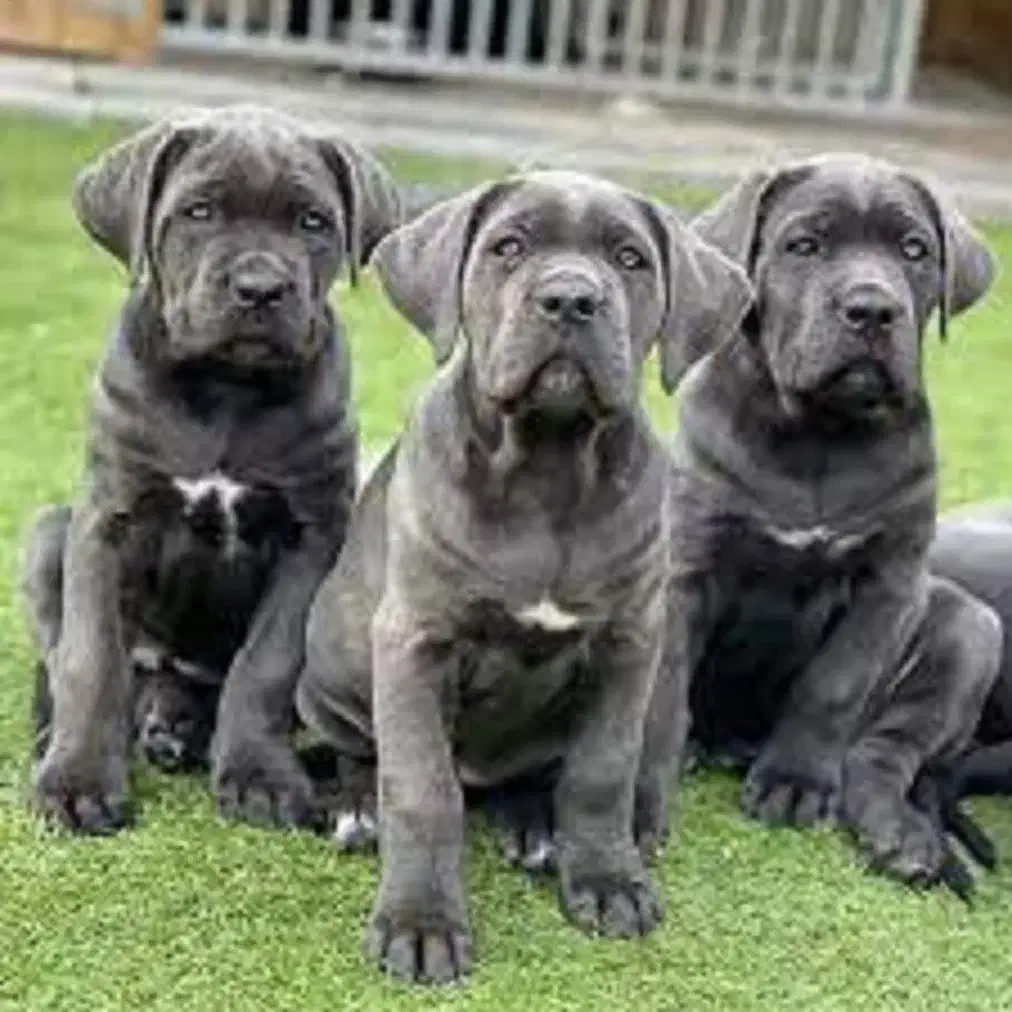 توله سگ 65 روزه دوبرمن ژرمن روتوایلر کن کورسوو|سگ|تهران, گیشا|دیوار