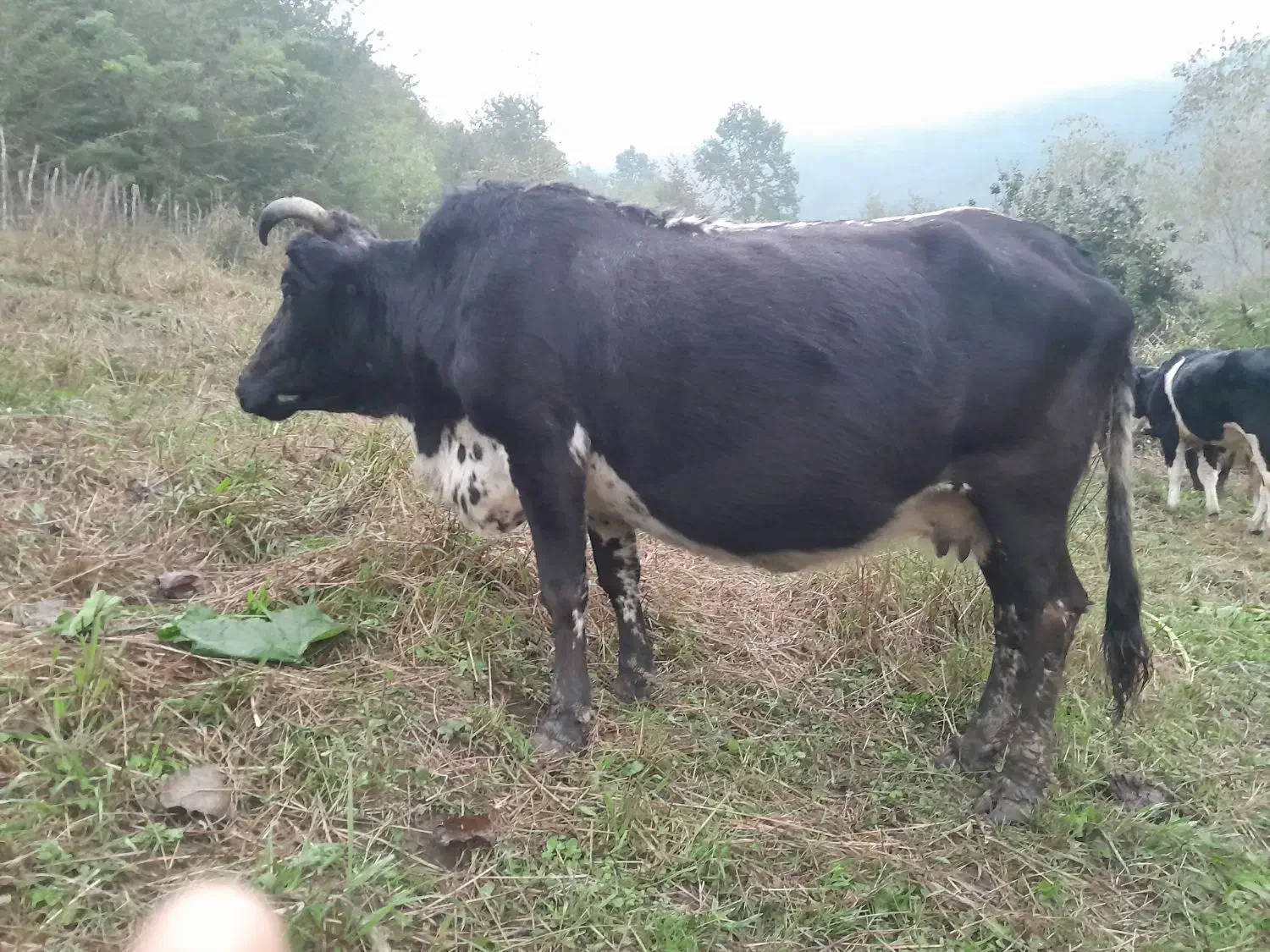 فروش گاو|حیوانات مزرعه|تالش, جوکندان|دیوار