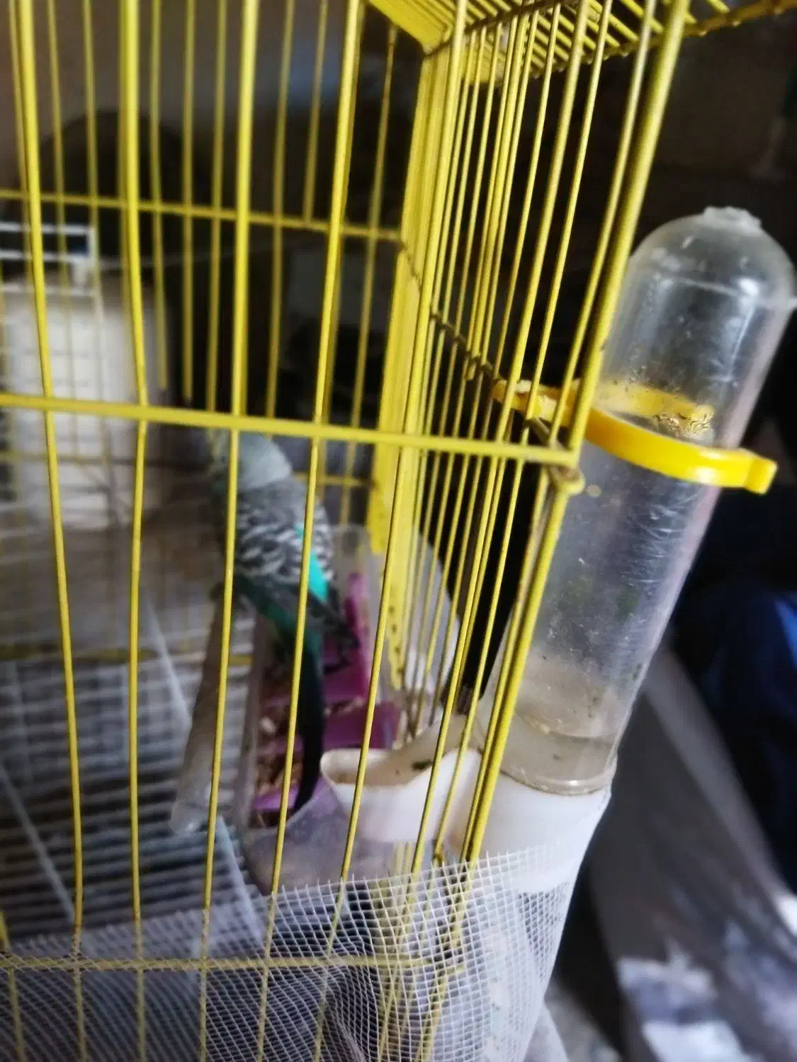 عروس هلندی|پرنده|قشلاق دشت, |دیوار