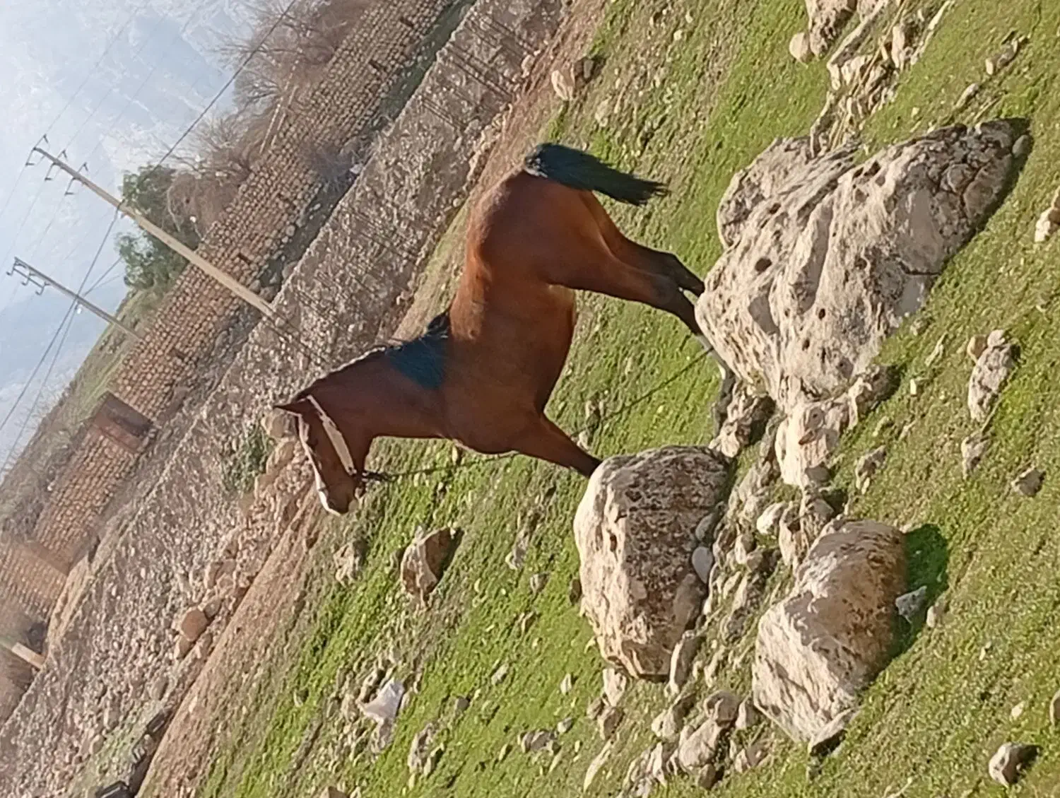 اسب|اسب و تجهیزات اسب‌سواری|کارزان, |دیوار