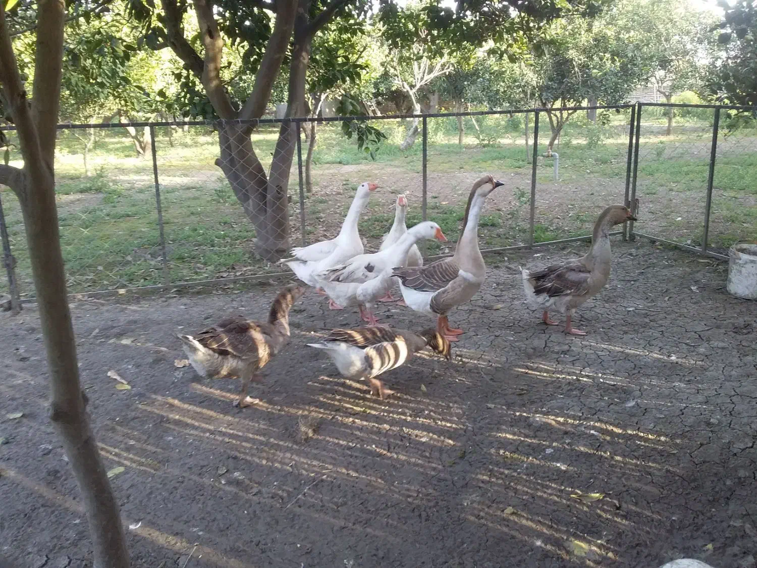 غاز|حیوانات مزرعه|ساری, |دیوار