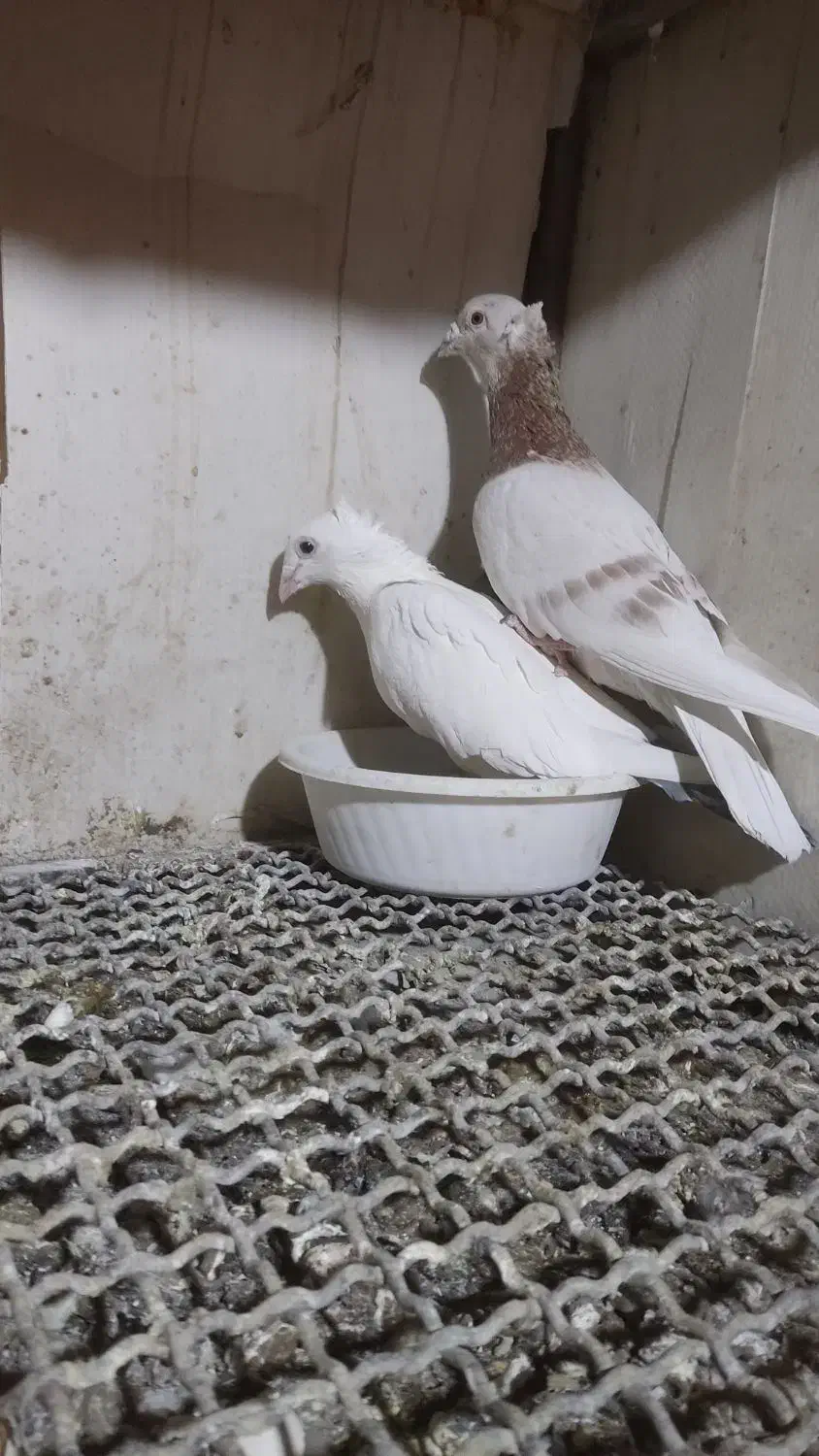 فروش چند جفت آلمان کیلومتری با تخم جوجه و پرشی|پرنده|نیشابور, میدون بار|دیوار