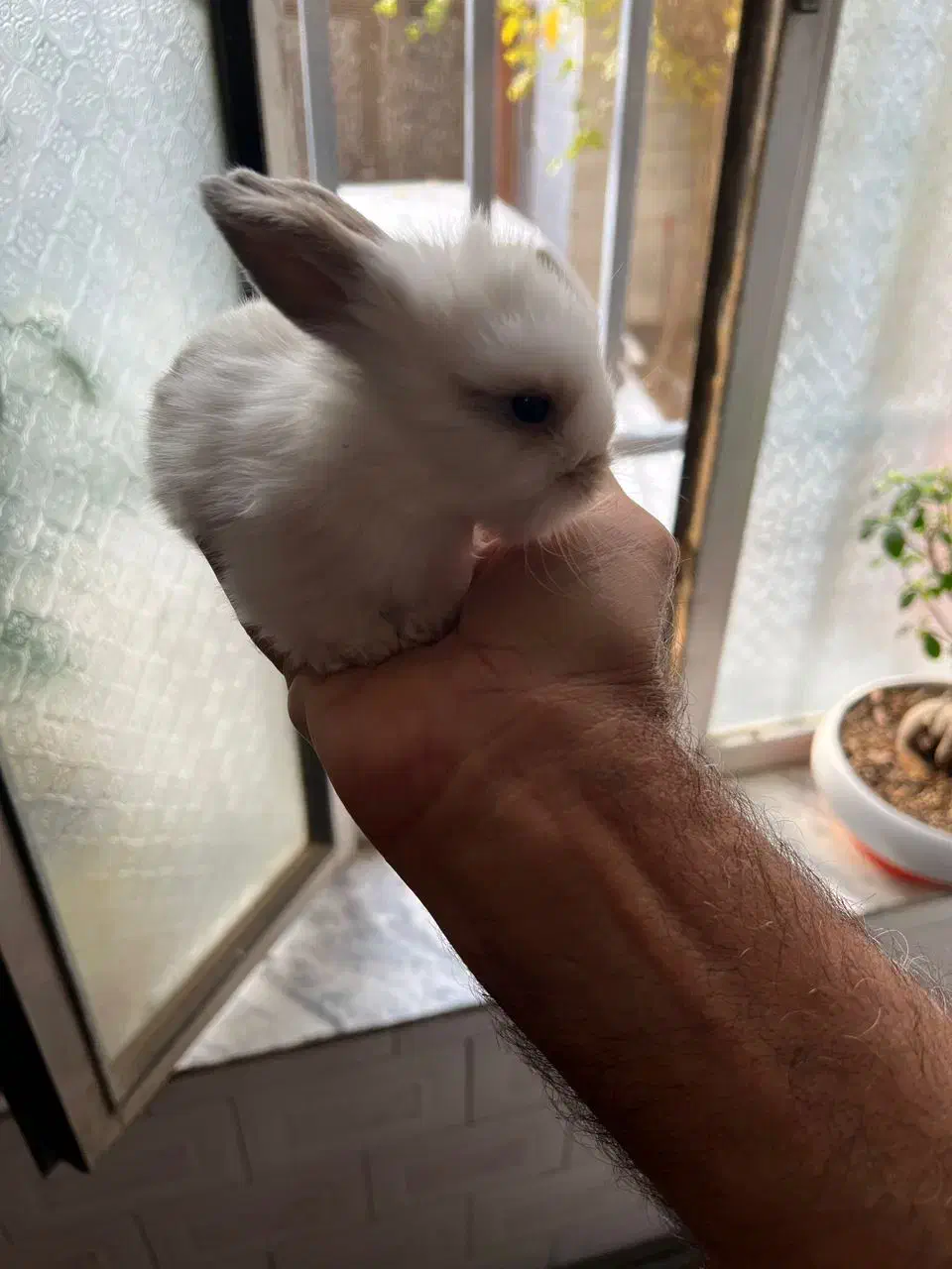 فروش بچه خرگوش آنگورا وجرسی ولوپی ومینیاتوری|موش و خرگوش|کرمانشاه, |دیوار