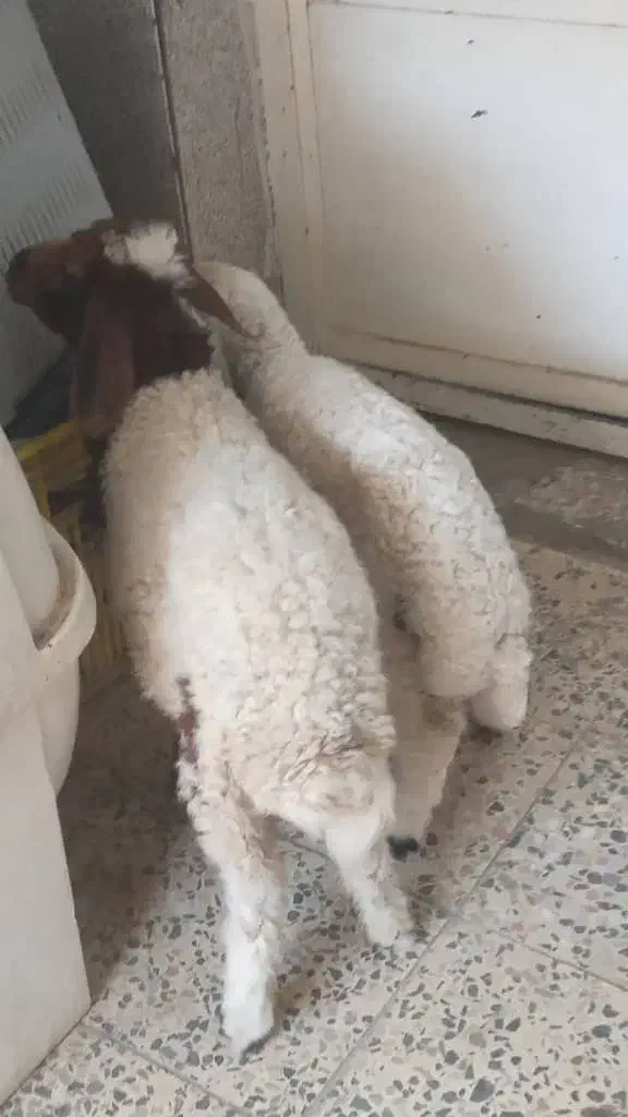 فروش بره|حیوانات مزرعه|اهواز, زوویه ۲|دیوار