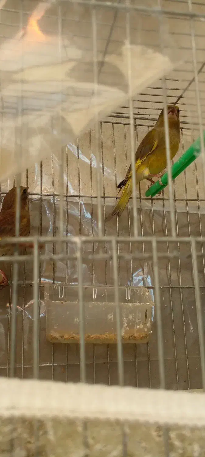 جفت سهره سبز باقفس|پرنده|تبریز, |دیوار